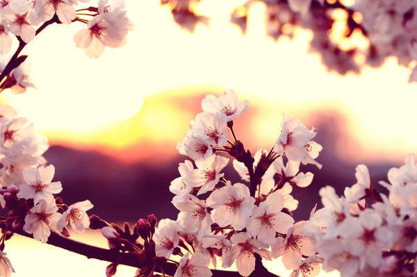 cherry_blossom_sunset_by_jyoujo-d4ef6qm.