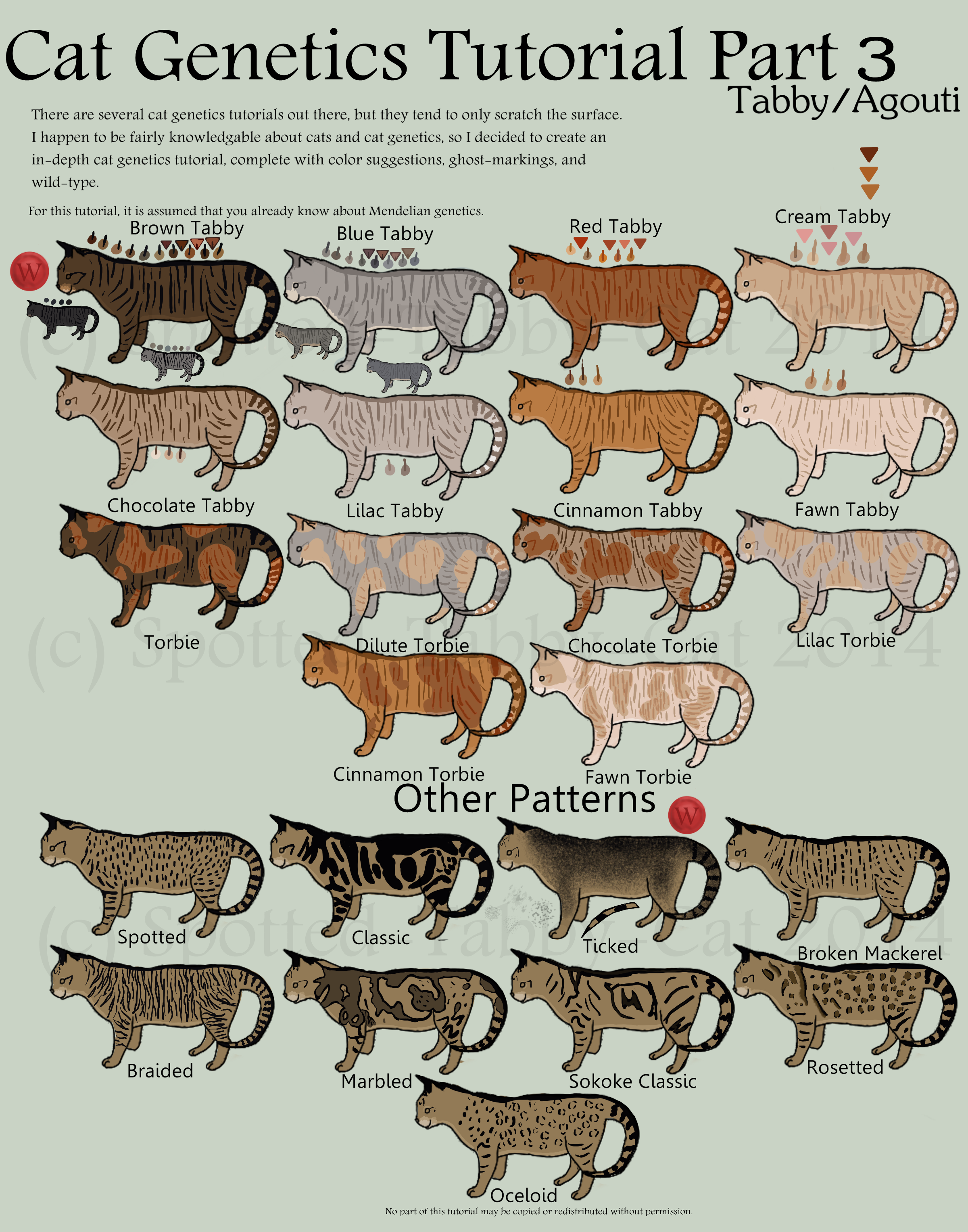 Cat Genetics Tutorial Part 3 (Tabby/Agouti) by Spotted ...