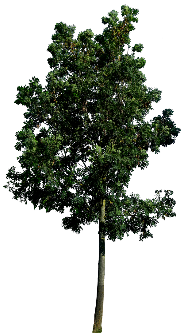 tree_58_png_hq_by_gd08