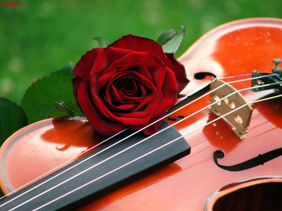 Violin Rose by lillybat on DeviantArt