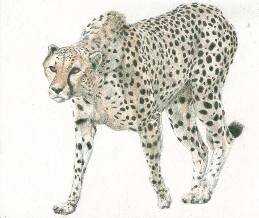 Cheetah Pencil Drawing by Linds on DeviantArt