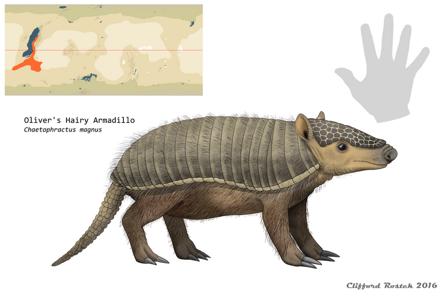 nea___oliver_s_hairy_armadillo_by_clawed