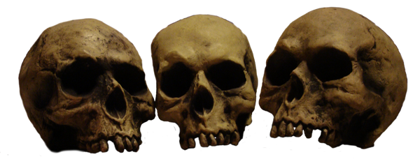 skulls_in_a_row___with__psd__by_treeclimber_stock-d3e7u2t.png