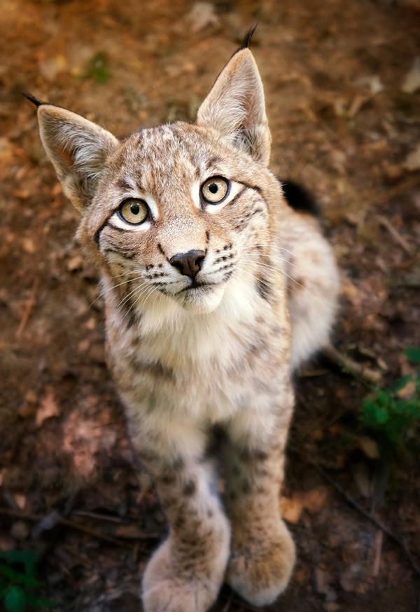 lynx cub deviantart take cubs caracal curious discussion thread bobcat cat