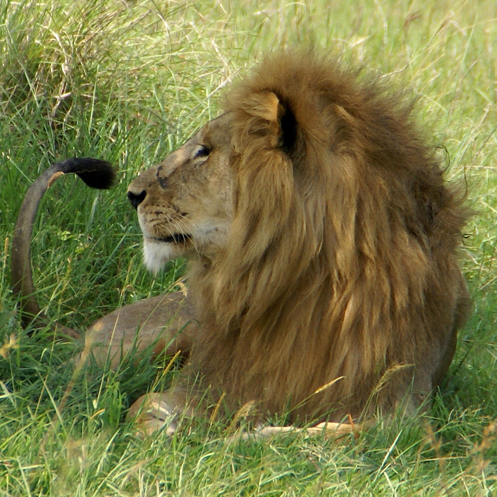 lion_profile__serengeti_by_tanzafari-d4lars7.jpg
