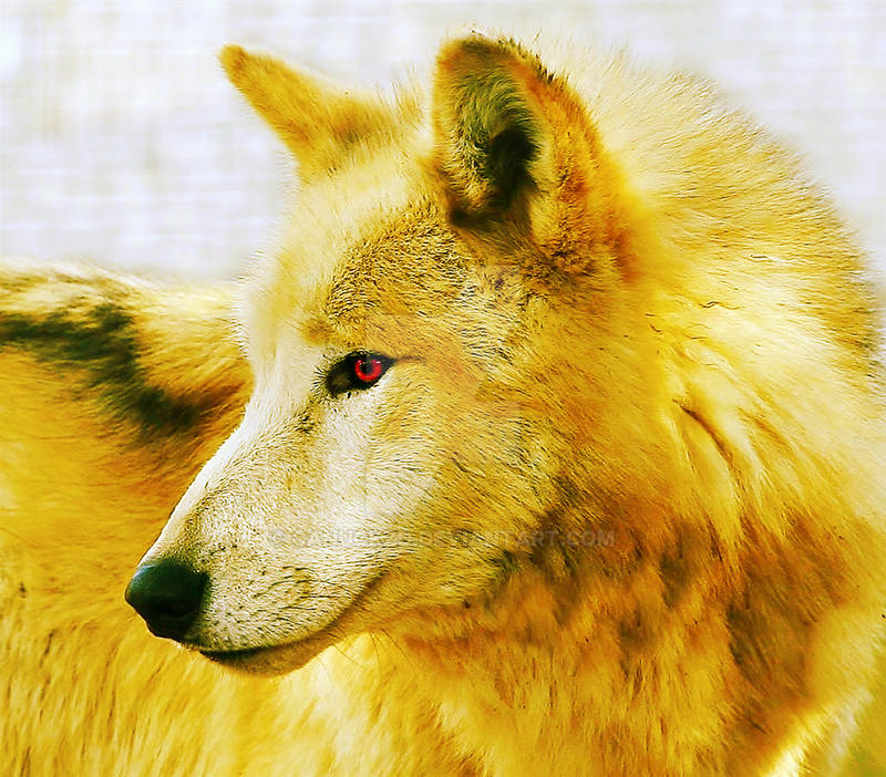 Image result for golden wolf
