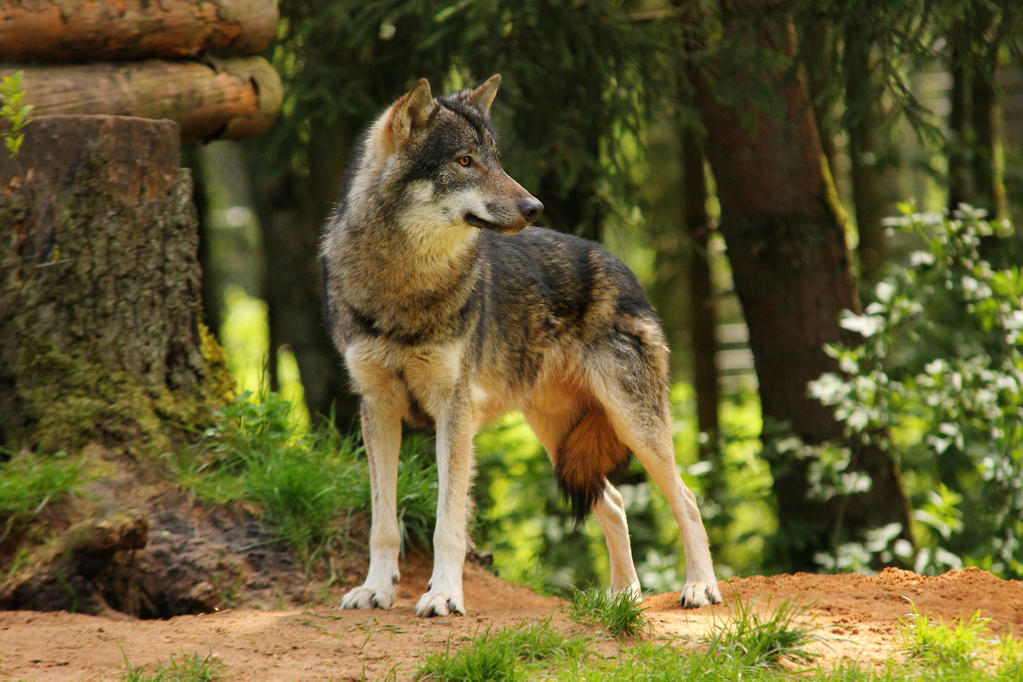 Wolf Warrior Pose (Virabhadrasana)