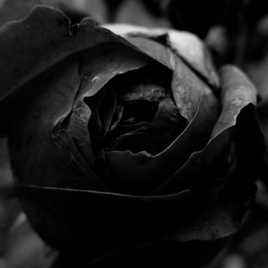 Ten Black Roses by DpressedSoul on DeviantArt