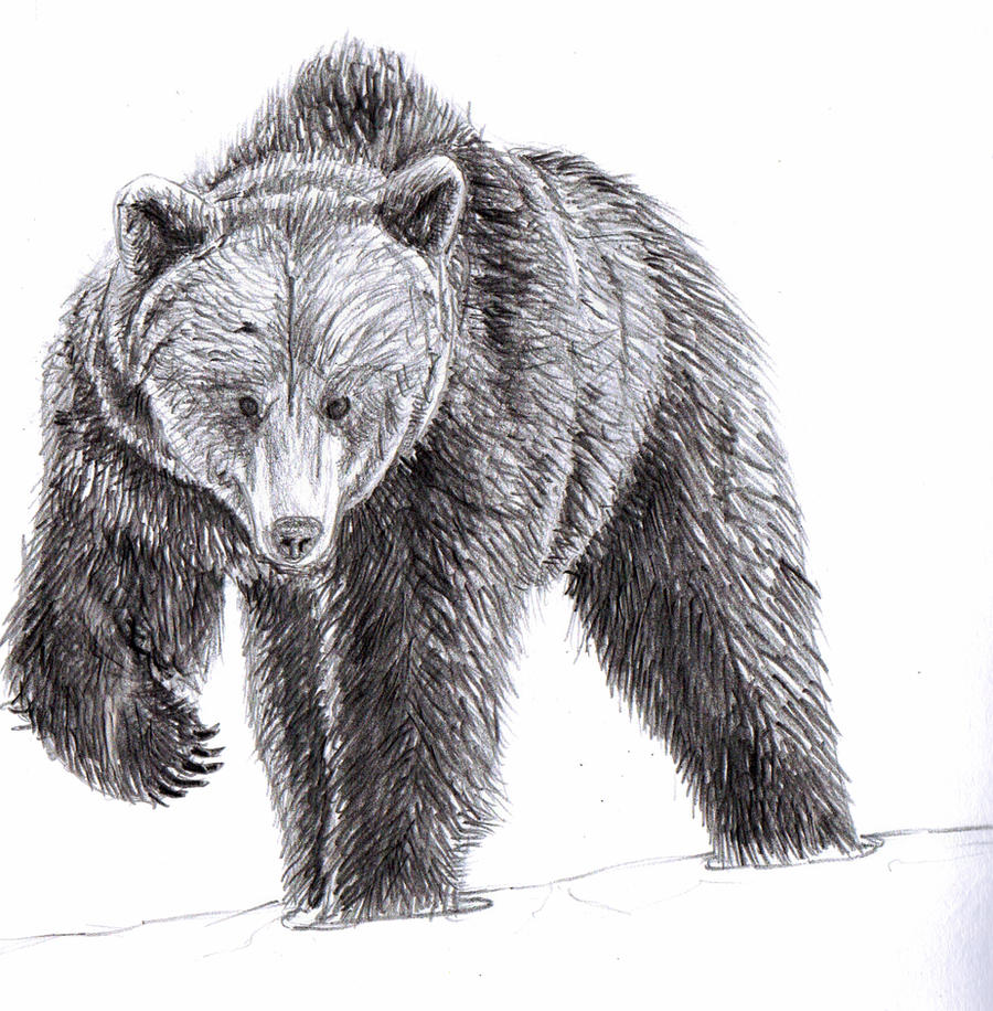 American Black Bear by gollz365 on DeviantArt