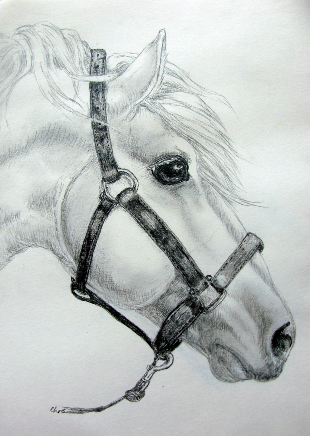 White horse by chrisravensar on DeviantArt