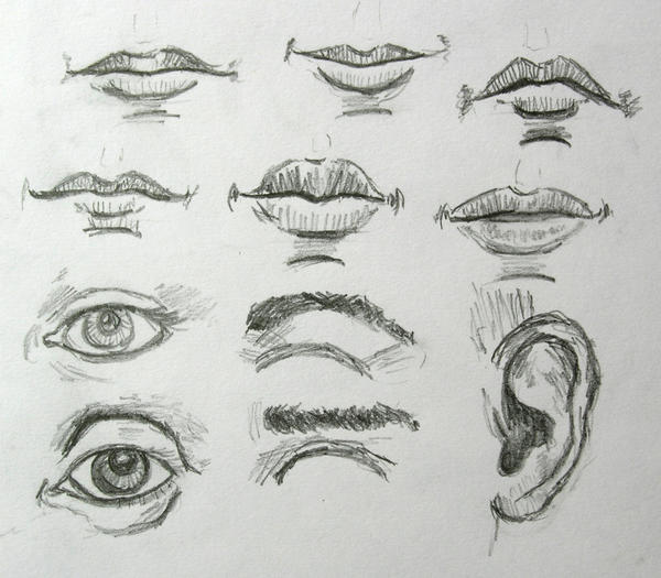 facial features study by blackhorsewhispers on DeviantArt