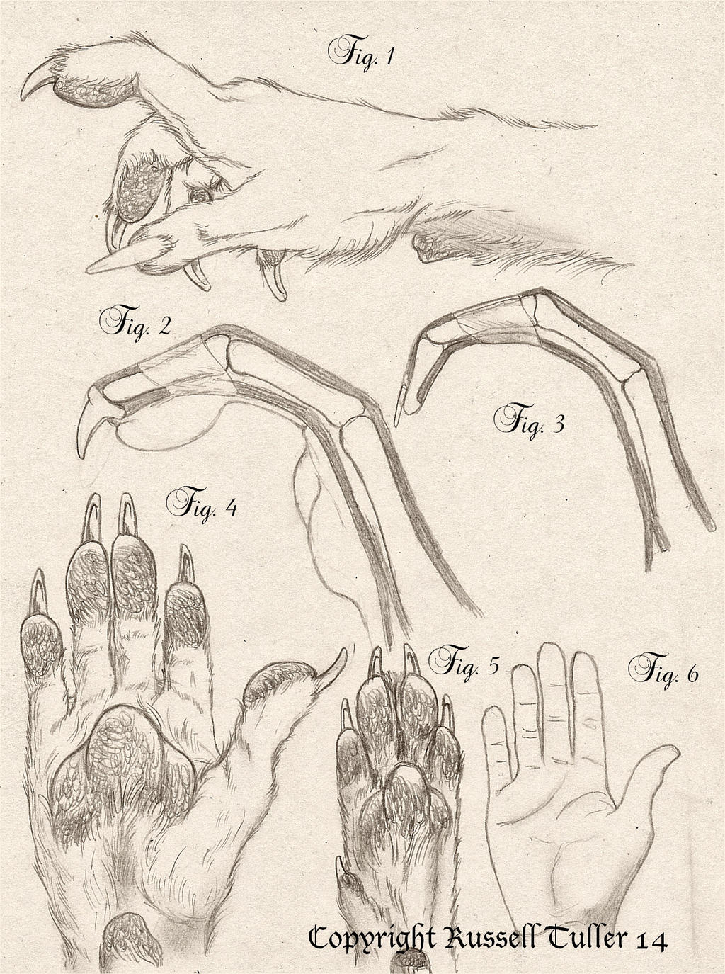 Comparative Anatomy Wolf Anthro Hand by RussellTuller on DeviantArt