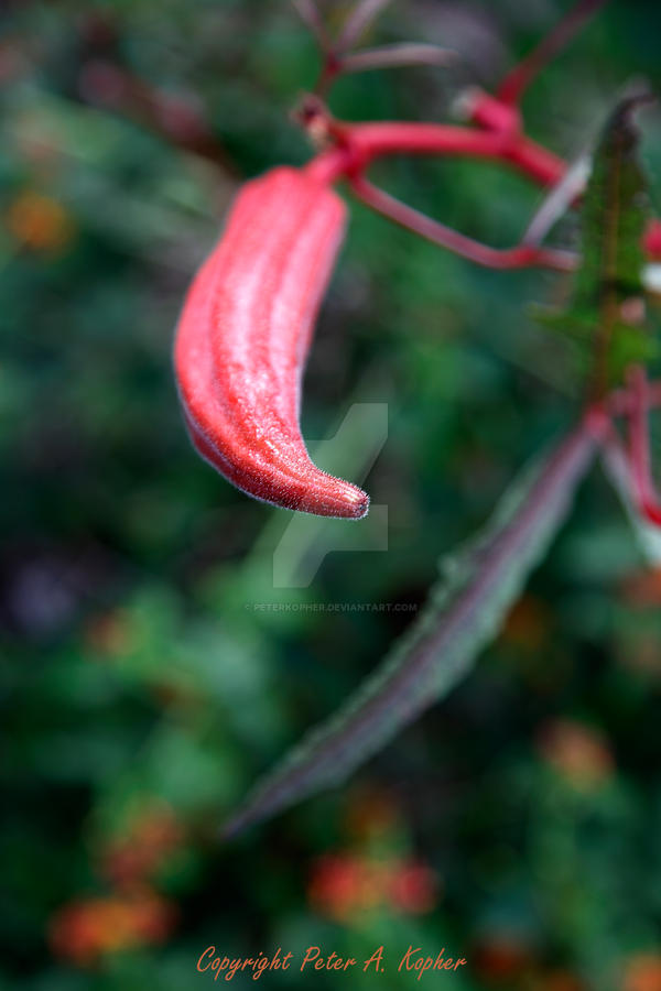 Seed Pod...or Pepper? by peterkopher